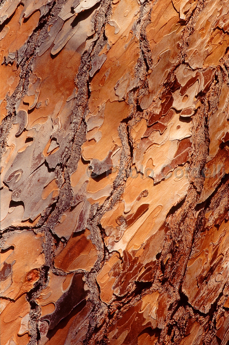 Pine bark, Maremma Natural Park (Uccellina), Tuscany, Italy
 (cod:Tuscany 38)